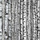 Landscape Medley Birch Trees Wood Gray 100% Cotton Fabric By The Yard