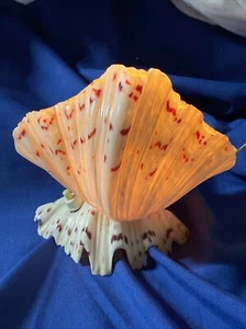 Vintage Handmade Real Clam Shell Table Lamp Or Nightlight Heavy well-made - Picture 1 of 11