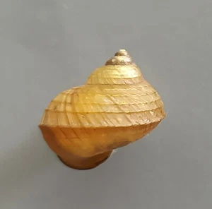 Gema especie caracol de tierra Cyclophorus con ópera - Imagen 1 de 6