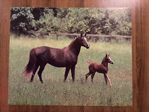Animal Wall Art: Horses - CHESTNUT MARE & FOAL by Ron Kimball Photo Poster 16x20 - Picture 1 of 1