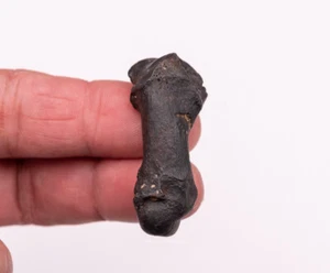 Raro hueso metapodial del mioceno temprano carnívoro fósiles de Florida 1974 - Imagen 1 de 6