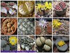 Living Stones (Lithops Mixed Species) 20 Seeds