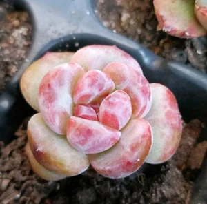 Echeveria Pink grape Round leaf 3cm Succulent - Picture 1 of 3