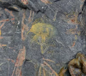 Coda di spada, Euproops bifidus, carbonio, Vestfalia, Piesberg, Germania - c952 - Foto 1 di 5
