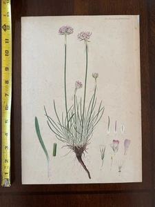 Antigua pestaña de grabado de libro Flora Danica #2585 acuarela a mano nativa danesa - Imagen 1 de 2