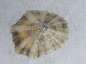 PATELLA CAERULEA F.STELLATA FANTASTIC - Picture 1 of 2