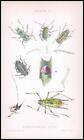 1881 Antique Lithograph APHID Insects Beetle SIPHONOPHORA ROSAE Aphis Leg (BA59)