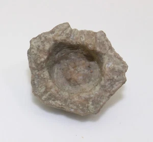 Crinoide, Abrotocrinus sp., carbonio, acqua piangente, Nebraska, USA -eb8888 - Foto 1 di 5