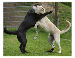 "Foto de perros jugando 8x10 en 8,5"" x 11" - Imagen 1 de 1