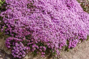 100 Walk On Me KRIECHENDER THYMIAN Thymus serpyllum Kräuter Blumensamen - Bild 1 von 12