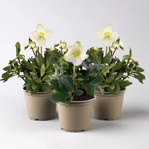 Christrose 'Christmas Carol', weiß, Topf-Ø 12 cm, 3 Pflanzen - Bild 1 von 8