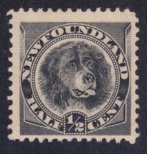 Newfoundland 58 Mint 1894 ½c Black Newfoundland Dog Issue Very Fine