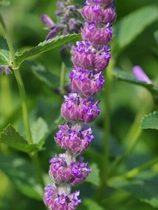 Menta Ibérica - Nepeta tuberosa - Menta de gato - 10+ semillas - Semillas - F 214 - Imagen 1 de 1