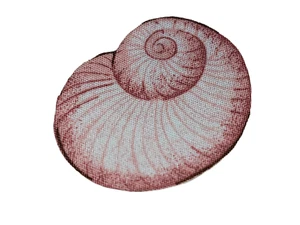 Pequeño parche Ocean Pink Nautilus Seashell hierro 2" nuevo - Imagen 1 de 4