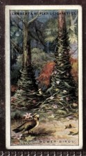 Tobacco Card, Lambert Butler, WONDERS OF NATURE, 1924, Bower Birds, #6