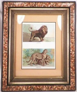 Bilderrahmen Kunstschildkröte Farbe Löwe Gepard Druck 1870er Antik #6 - Bild 1 von 7