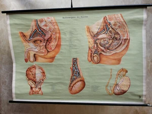 Rollkarte Beckenorgane des Mannes Schulwandkarte Schautafel Klett Verlag 1956 - Bild 1 von 12
