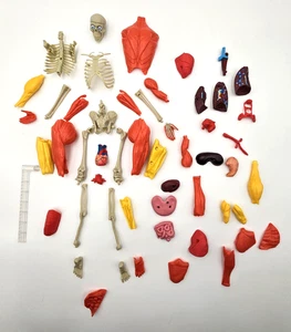 Increíbles juguetes modelo esqueleto cuerpo humano interactivo 12" (piezas no completas) - Imagen 1 de 9