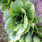 2000 Romaine Lettuce Seeds Parris Island Cos - Non-GMO - Always Fresh Seeds!