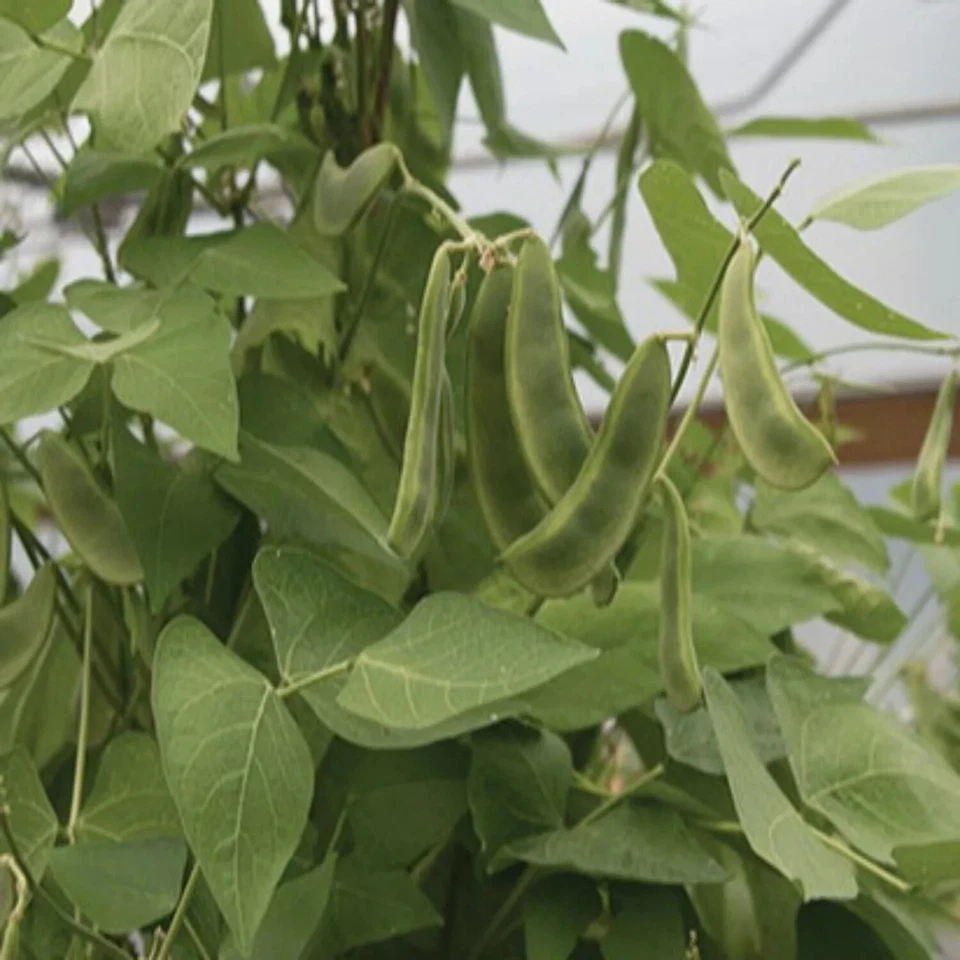 BEAN KING OF GARDEN LIMA POLE SEEDS Beans Vegetable Seeds Pole Bean Seeds - Image 1 of 1