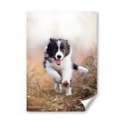 A4 - Happy Border Collie Puppy Dog Poster 21X29.7cm280gsm #45286