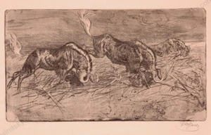 Ferdinand Karl Gold (b.1882) "Wildebeest", Etching, 1910s - Picture 1 of 1