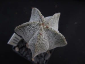 Astrophytum myriostigma v. columnare (Typ Viereck), 5-rippig - Bild 1 von 2