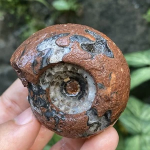 105Gr EXTREME RARE WHOLE AMMONITE FOSSIL FULL DRAGON black SUTURE CALCITE - Picture 1 of 11