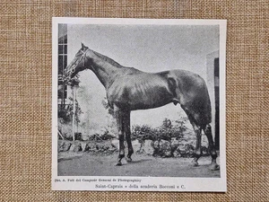 Pferd Saint-Caprais Stall Bocconi und C. Reiten Druck um 1900 - Bild 1 von 1