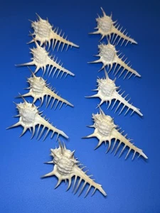 Rare Spined Murex - Lot Of 9 - Picture 1 of 5