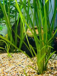 Cheap Live Jungle Vallisneria – Aquatic Plants – Tall Background – Aquarium Safe - Picture 1 of 6
