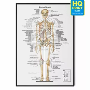 Skeleton Poster Skeletal Human Body Educational Science Anatomy | A4 A3 A2 A1 | - Picture 1 of 3