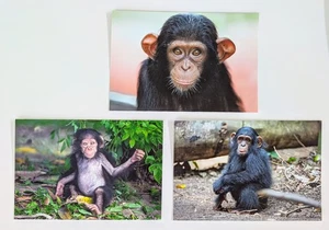 Juego/3 tarjetas de notas en blanco JANE GOODALL INSTITUTE con sobres blancos - Imagen 1 de 1