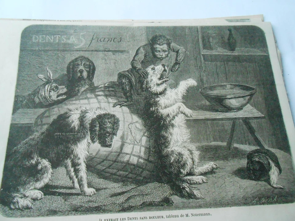 Gravure 1863 - Le Singe Dentiste Il extrait les dents sans douleur Chien - Photo 1/1