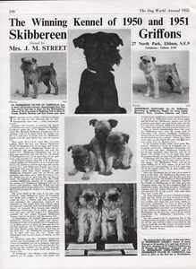 BRÜSSELER GRIFFON HUND WELTRASSE ZWINGER WERBUNG DRUCKSEITE SKIBBEREEN KENNEL 1952 - Bild 1 von 1