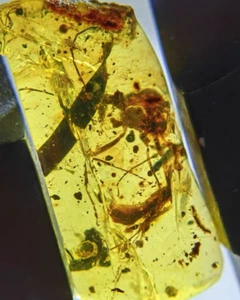 Fósil birmano Burmita Cretácico Ámbar Raro abeja insecto fósil ámbar Myanmar - Imagen 1 de 6