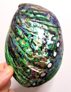 STUNNING PAUA ABALONE SHELL NEW ZEALAND 127 X 91 MM - Picture 1 of 12