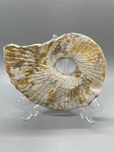 Texas Ammonite Fossil Oxytropidoceras 5.5" Cretaceous Duck Creek Formation - Picture 1 of 15