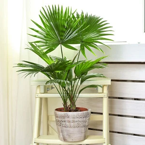 Livistona Fan Palm Large Indoor Tropical House Plant Real Evergreen Tall Plants - Picture 1 of 34