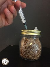 Kit coltivazione funghi barattolo Bormioli micelio sterile inoculo spore pf tek