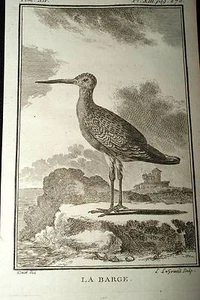 LA BARGE GRAVURE BUFFON 1780 OISEAUX - Bild 1 von 1