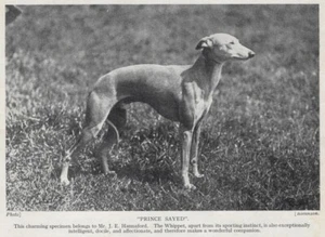 Whippet "Prince" - 1934 Vintage Dog Art "Photo" Print - CUSTOM MATTED - Picture 1 of 1