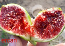 'Gecci Fig' cuttings (2) common variety