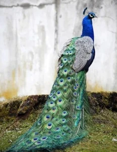 Impresión fotográfica PEACOCK 8X10 - Imagen 1 de 1