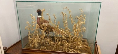 Faisán cuello anillado macho montado en hábitat natural cerrado en vidrio con base de roble Foto 1 de 3