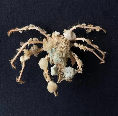 CRABS/Deep sea crab species preserved dried crabs - Image 1 of 2