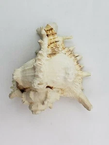Vintage Small Murex Ramosus SeaShell 5.6 oz Excellent condition - Picture 1 of 12