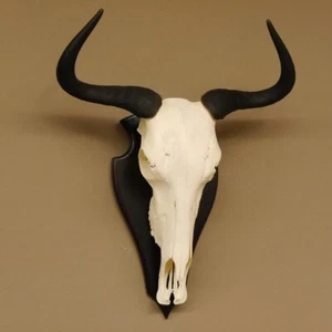 Gnu Streifengnu Breite: 50 cm Schädeltrophäe SW: 33 cm Afrika Schädel Trophäe - Bild 1 von 10