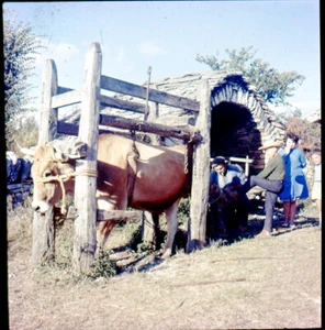 LOZERE c. 1960 - 3 Ektachromes Meyrueis et Ferrage Boeufs Sauveterre - Picture 1 of 4