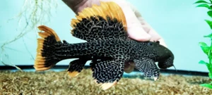 L600/LDA073 Leopard Cactus Pleco - (Pseudacanthicus leopardus) - Picture 1 of 1